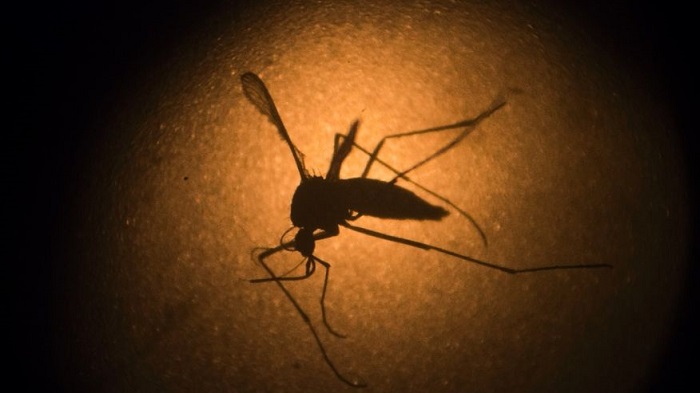 Zika mosquito: thrives in hot water, hard to wipe out 